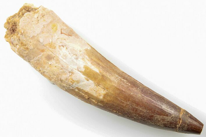Bargain, Real Spinosaurus Tooth - Missing Tip #198951